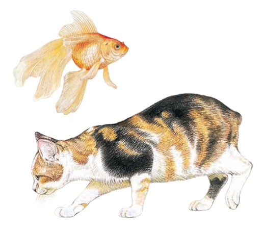 кошка и рыба