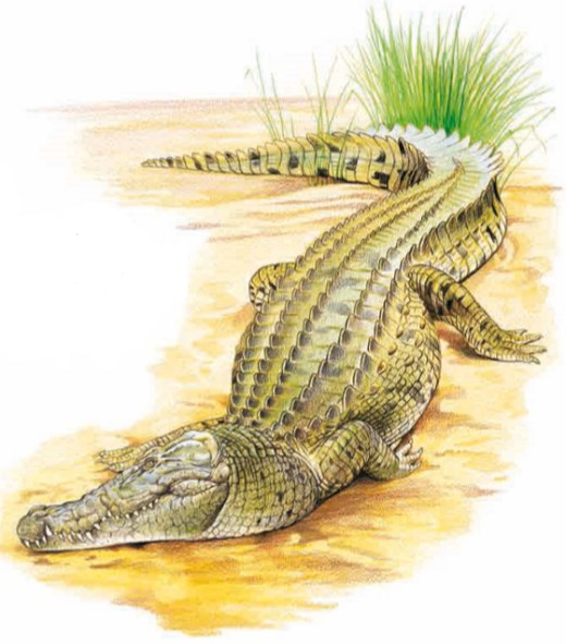 Гребнистый (или морской) крокодил