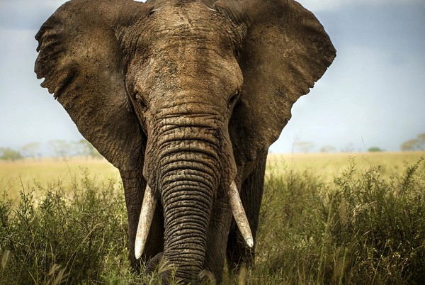 Бивни взрослого самца африканского слона