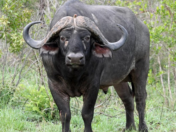 Взрослый африканский буйвол