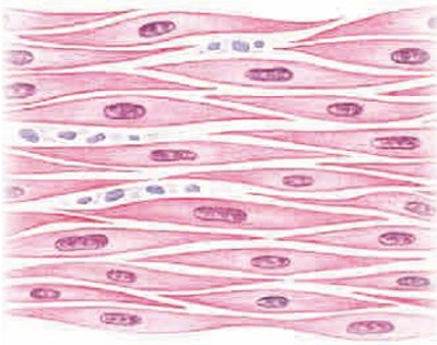 Клетки гладкой мышечной ткани