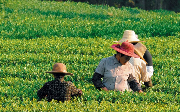 Сборщики урожая на чайных плантациях Ханчжоу