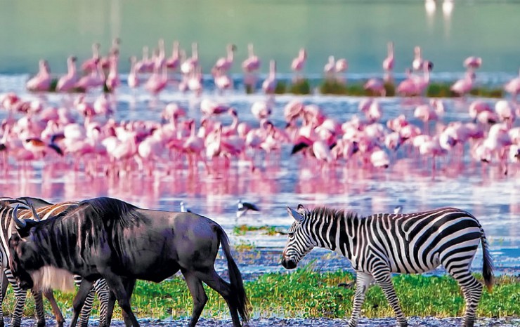 Зебры и антилопы гну на фоне розовых фламинго в кратере Нгоронгоро