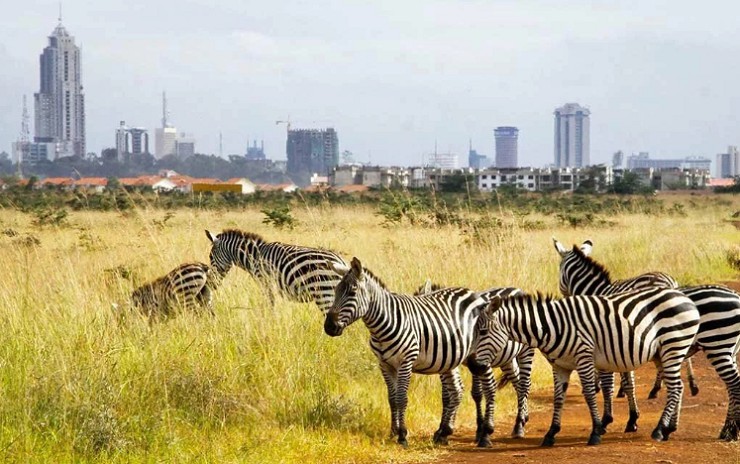 Национальный парк «Найроби» близ одноименного города