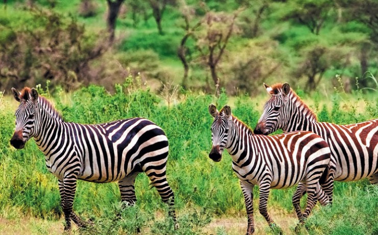 Стадо зебр в национальном парке «Серенгети»