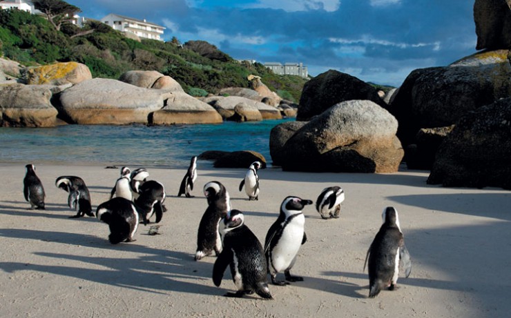 Колония пингвинов на пляже «Болдерс» («Булыжники») рядом с Кейптауном