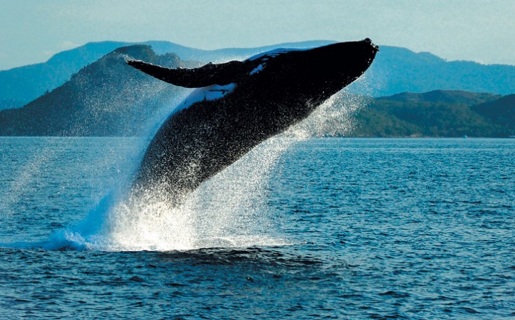 Горбатые киты охотно демонстрируют свое изящество всем желающим