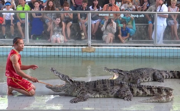 Шоу с крокодилами в зоопарке «Австралия» регулярно собирает тысячи зрителей