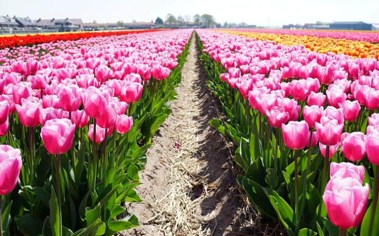 Тюльпаны - символ Голландии