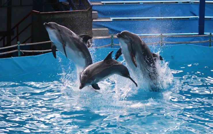 Утришский дельфинарий — единственный в России, расположенный прямо в море, в огороженной природной бухте