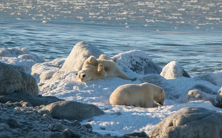 Белый медведь на побережье Чукотского моря 