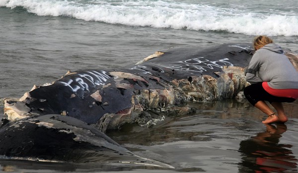 Туша кита с отметинами зубов белой акулы