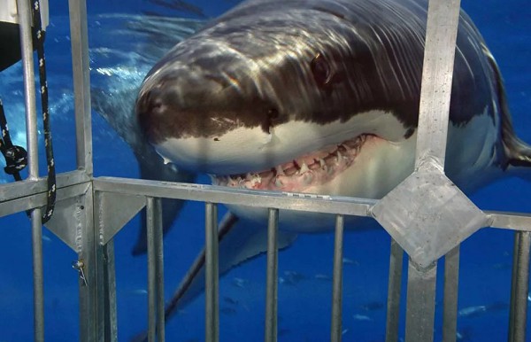 Погружение в клетке в присутствии белой акулы