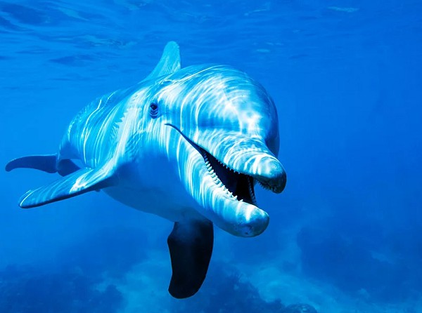 Бутылконосый дельфин