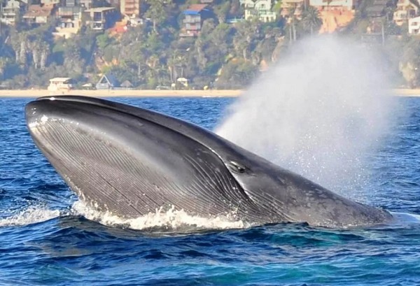 Голубой кит