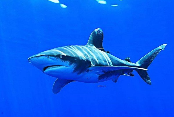 Длинокрылая акула