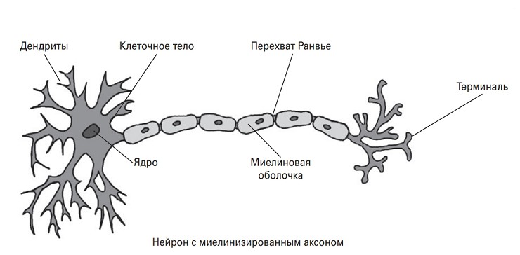 Нейрон с миелинизированным аксоном