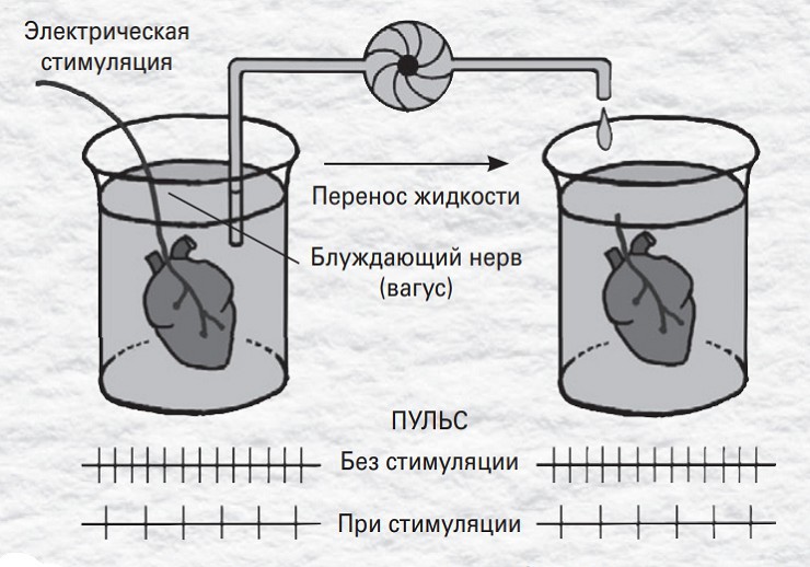 Диаграмма эксперимента Отто Лёви