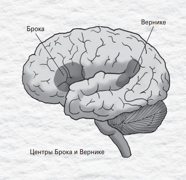 Поль брока. Зона верникеке и Брока. Центры речи Брока и Вернике. Вернике в головном мозге. Мозг центр Брока и Вернике.