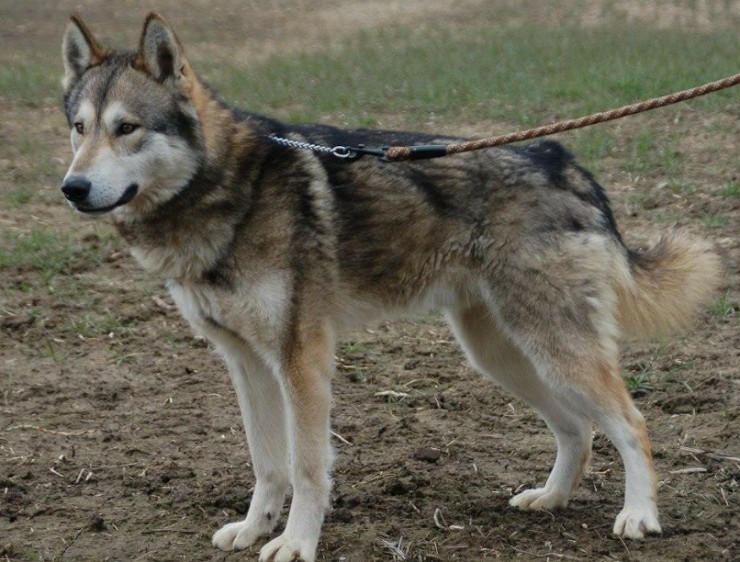 Собака, прямой потомок волка