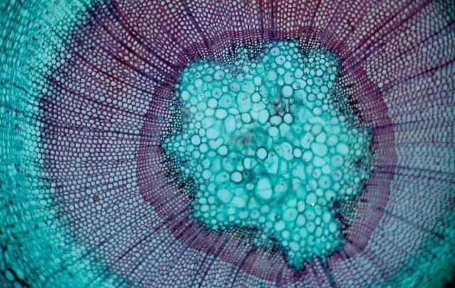 стебель растения под многократным увеличением микроскопа