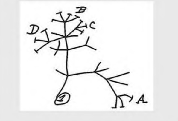 Эволюционное древо Дарвина