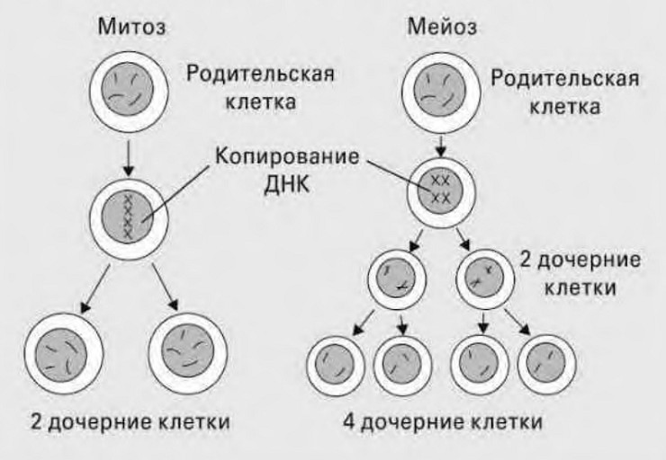 Жизненный цикл соматической клетки. Таблица размножения мейоз. Митоз редукционное деление. Теория ЕГЭ по теме митоз и мейоз. Клеточный цикл митоз биология.