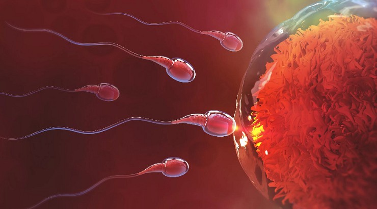 Слияние спермия и яйцеклетки