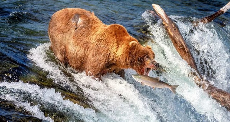 Медведь на нересте лосося