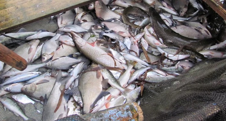 Через Галич процветала торговля рыбой