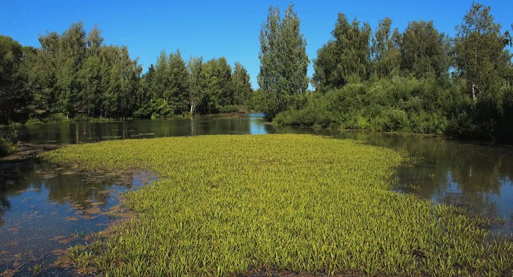 Исуповское болото