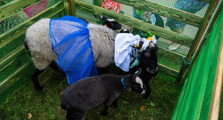 Областной фестиваль «Романовская овца — золотое руно России»