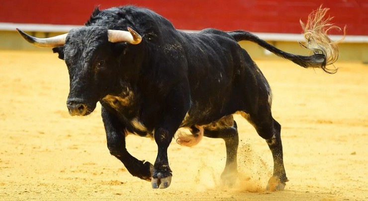 Свирепые испанские быки