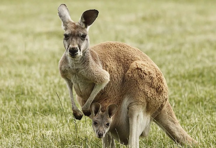 Мама-кенгуру со своим малышом