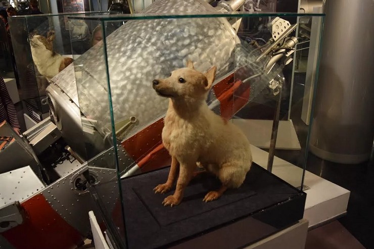 Экспонат, посвящённый первым космонавтам — собакам Белке и Стрелке. Мемориальный музей космонавтики, Москва