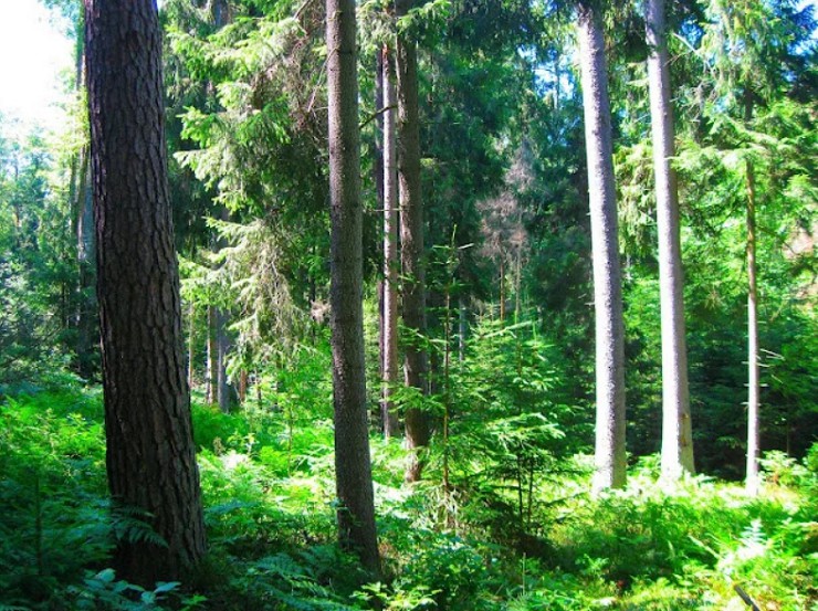 Нетронутый первобытный лес — сокровище Беловежской пущи