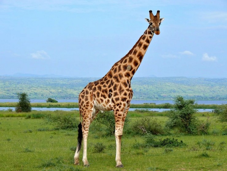 Жираф 