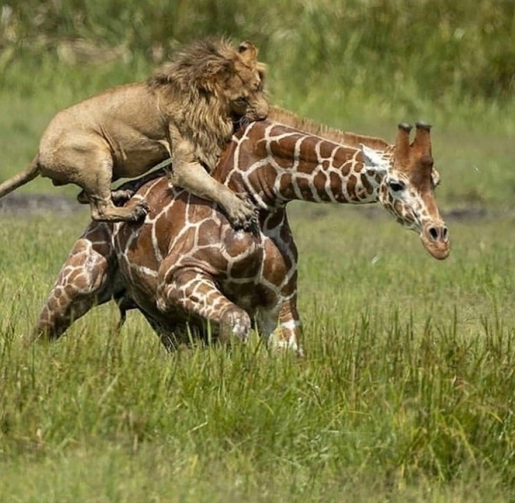 Бой льва с жирафом