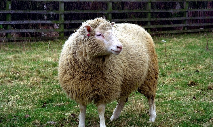 Овца Долли
