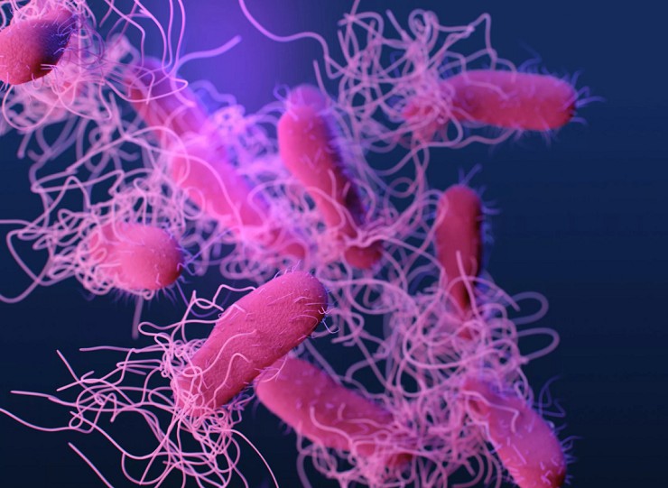 Сальмонеллы — бактерии в виде палочек с длинными жгутиками