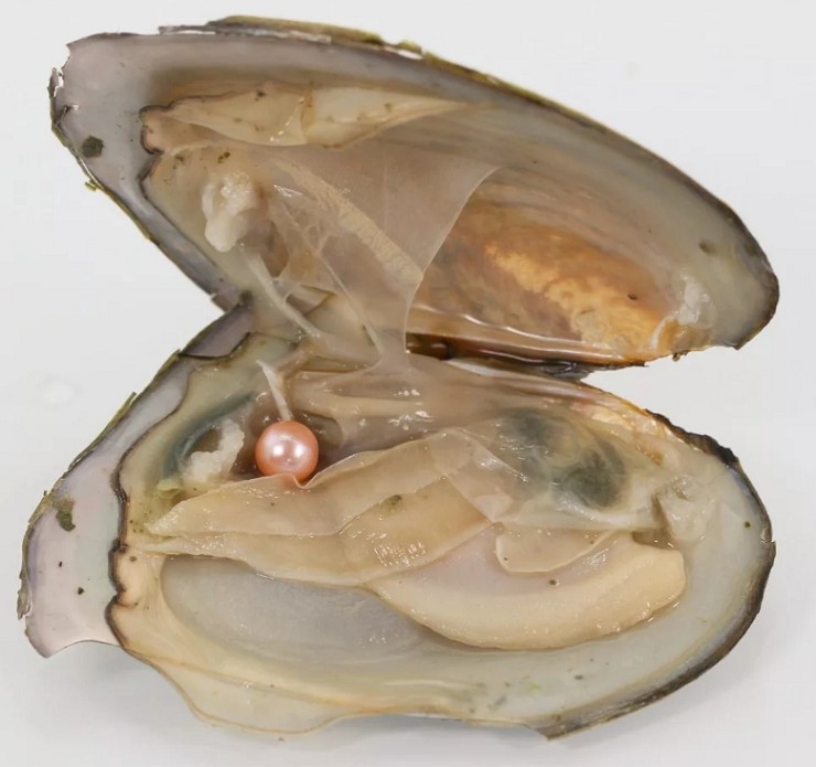 Раковина пресноводного моллюска-жемчужницы