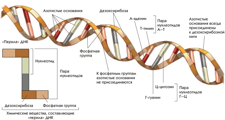 СТРУКТУРА ДНК