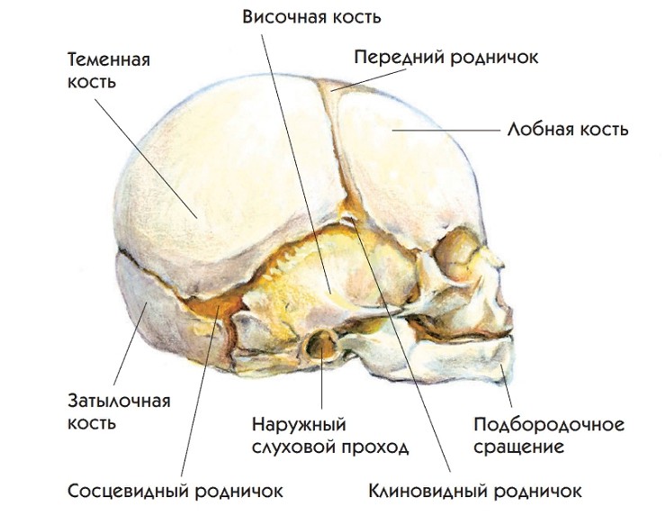 Строение черепа у новорожденных детей фото