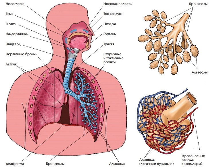 Фото дыхательной системы человека с надписями