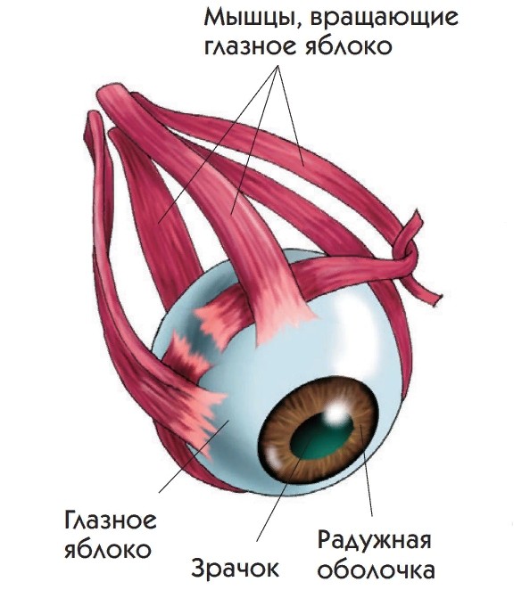 Строение мышц глаза