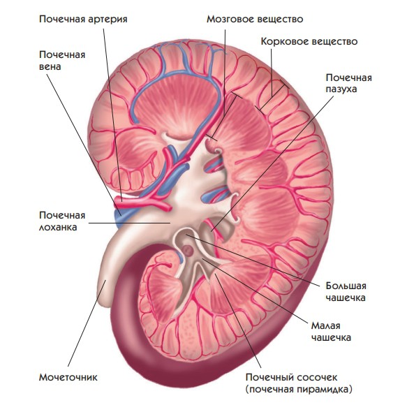 Почка в разрезе фото