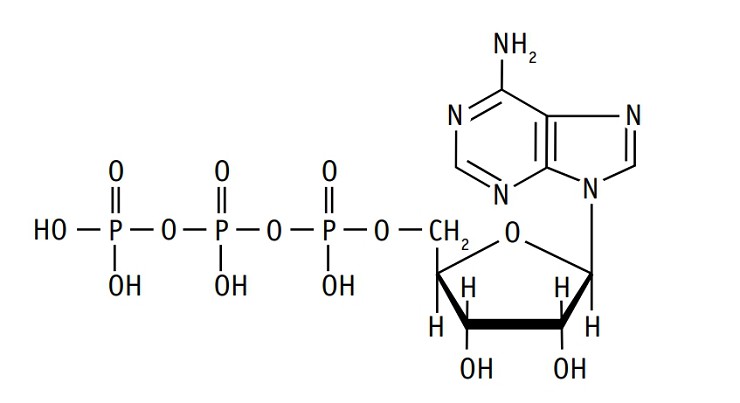 Структурная формула молекулы АТФ