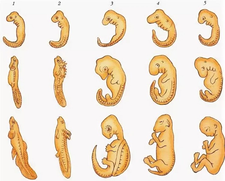Сходство стадий эмбрионального развития позвоночных