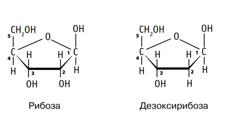 Рибоза рисунок. Структура рибозы и дезоксирибозы. Рибоза и дезоксирибоза формулы. Структурная формула рибозы и дезоксирибозы. Рибоза структурная формула.