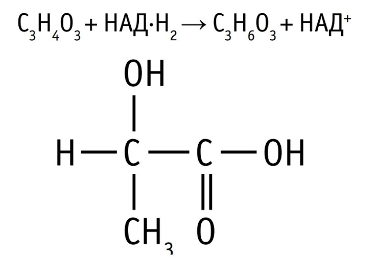 Структурная формула молочной кислоты (С3Н6О3 )
